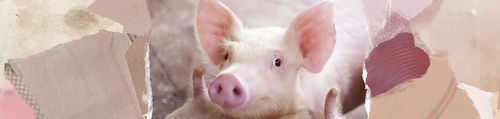 Complément alimentaire pour animaux - BENEO - pour volaille / pour porcins / pour digestion