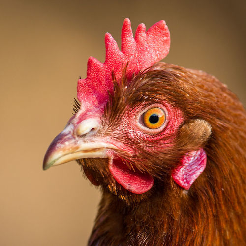 Additif alimentaire antibiotique - POTENZA - Centafarm S.r.l - pour volaille / sec
