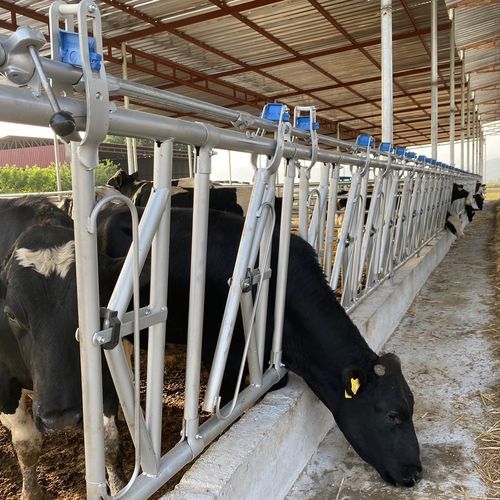 Cornadis pour bovins - YK-01 - TUGRA Çiftik Ekimanlari Tarim Hayv. San. ve Tic. Ltd. Sti. - autobloquant / à structure tubulaire