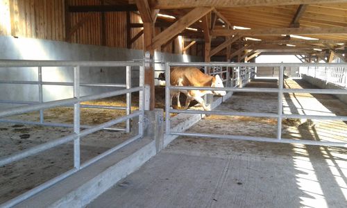 Barrière d'élevage - GATG413 - AHI - FARM CAMARA - pour stabulation / pour vaches / en acier inoxydable