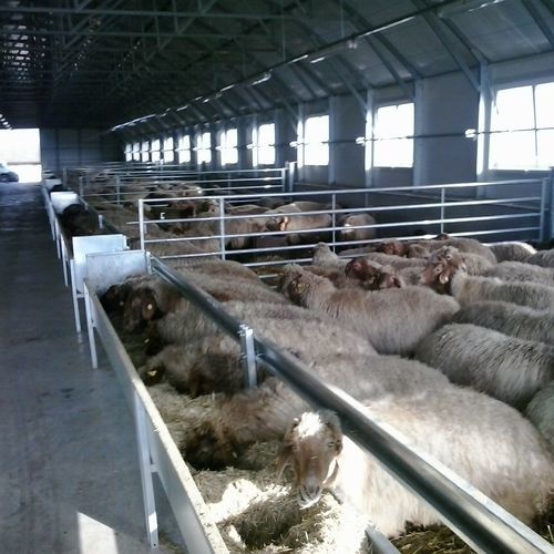Auge pour moutons - INDB13, 33000 - AHI - FARM CAMARA - en acier inoxydable / multi-accès / pour intérieur