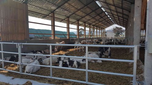 Barrière d'élevage - GATG491 - AHI - FARM CAMARA - pour stabulation / pour vaches / en métal