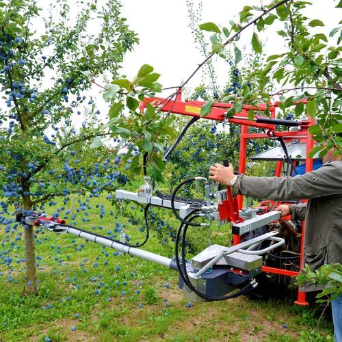 Vibreur arboricole de fruits à coques - PESTKA - JAGODA JPS - d'amandes / de noix de pécan / de fruits
