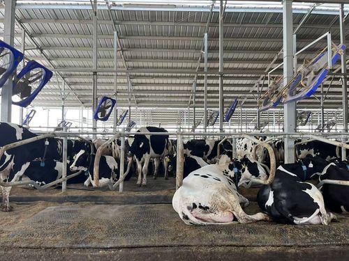 Matelas pour vaches en caoutchouc - Cow Waterbed - Nanjing Bonzer Rubber & Plastic Co., Ltd. - lit à eau / confort des vaches / grange laitière