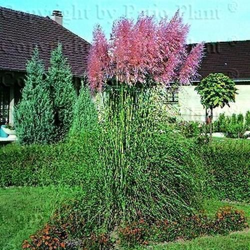 Plant floral rose - ROSEA - BOWECO VOF - pour massif / pour jardin