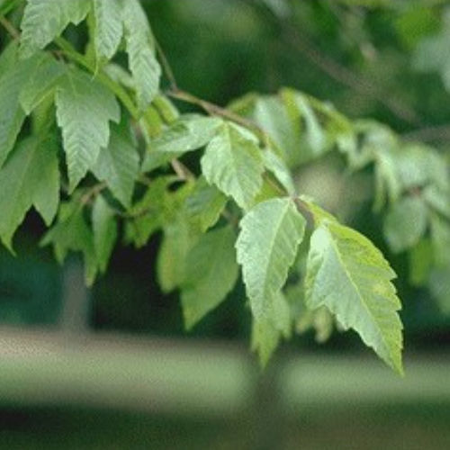 Arbre feuillu - ACNEGUND - BOWECO VOF