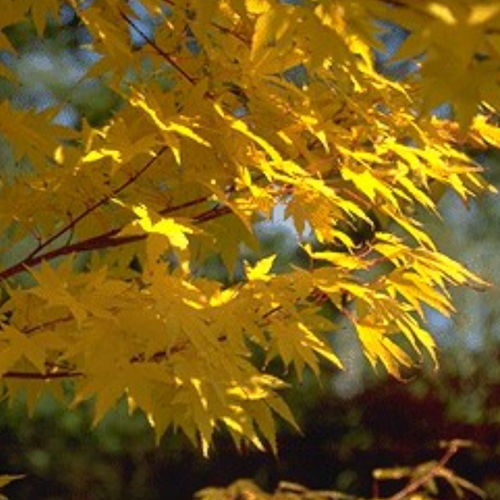 Arbre feuillu - SANGOKAKU - BOWECO VOF