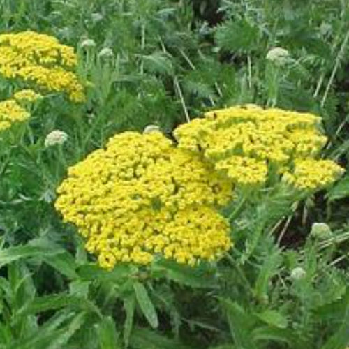Plant floral vivace - PARKER - BOWECO VOF - jaune / pour massif / pour jardin