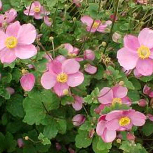 Plant floral vivace - ANHUPEHE - BOWECO VOF - rose / pour massif / pour jardin