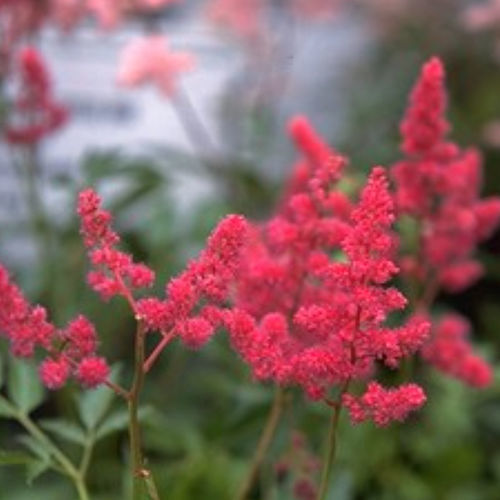 Plant floral vivace - GERTRUD BRIX - BOWECO VOF - rouge / pour jardin