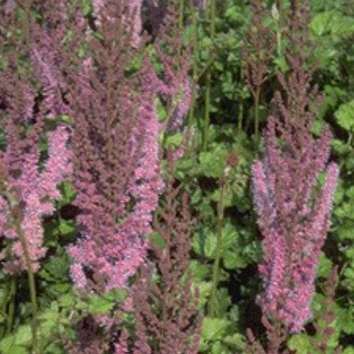 Plant floral vivace - SUPERBA - BOWECO VOF - violet / pour massif / pour jardin