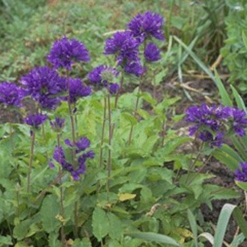 Plant floral bisannuel - SUPERBA - BOWECO VOF - violet / pour pot / pour jardin