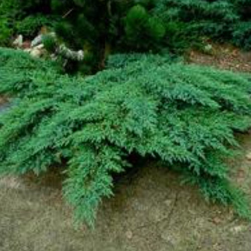 Arbuste - ROCKERY GEM - BOWECO VOF