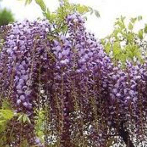 Plant floral blanc - WIFLORIB - BOWECO VOF - violet / pour jardin / grimpant