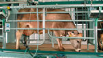 salle de traite pour vaches