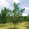 filet anti-oiseauxVilmorin Jardin (Vilmorin Garden/ VDB)