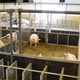 cloison d'élevage / pour porcins / en PVC