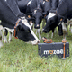 collier de cou / électronique / d'identification / pour vaches