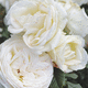 plant floral rose / blanc / à couper / parfumé