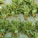 semence de roquette sauvage vivace / biologique