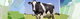 additif alimentaire antioxydant / pour bovins / liquide