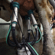 manchon trayeur pour vaches / rond