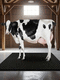 tapis de sol en caoutchouc / pour élevage bovin / Grange laitière / confort des vaches