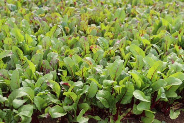 BASSI SEMINATRICI srl Photo 4