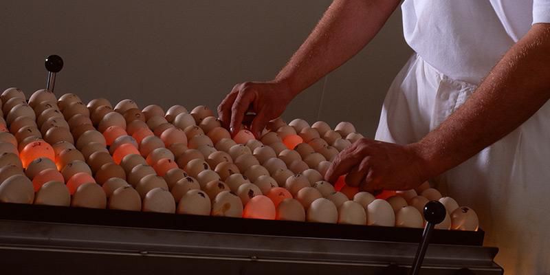 Commercial Poultry Egg Candling Inspection Table