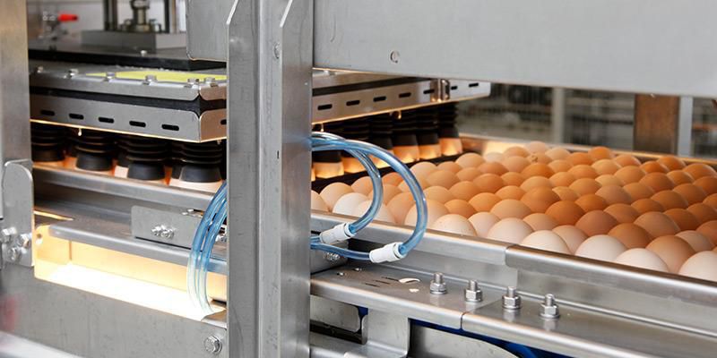 Hatching Egg Optical Candling Conveyor