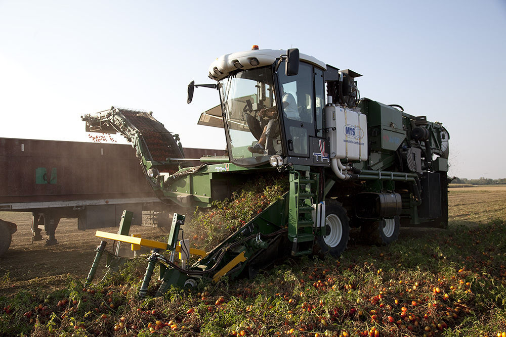 Tomato harvester machine THV 800 MTS srl selfpropelled / 1row