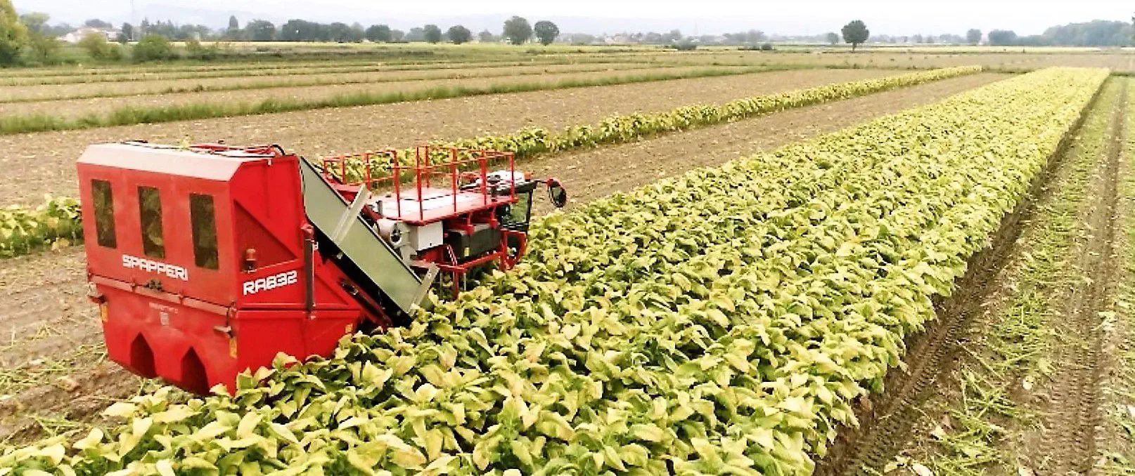 Tobacco harvester machine - RA632E - SPAPPERI