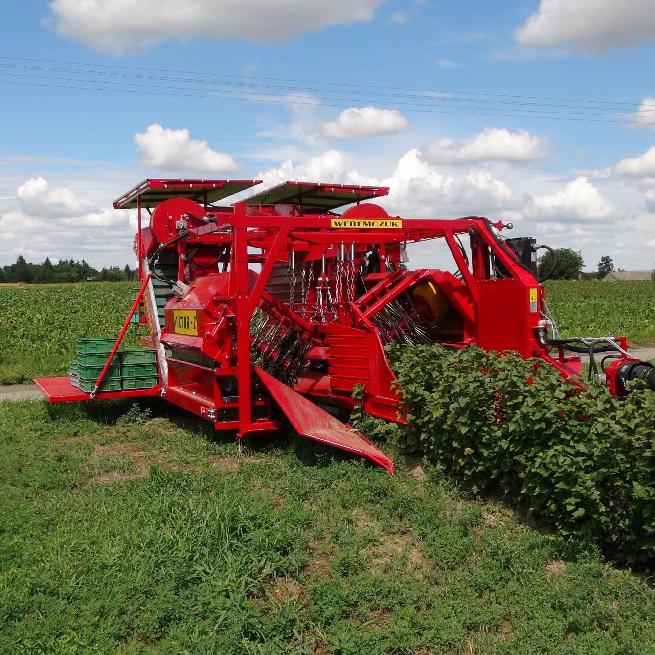 Berry harvester machine VICTOR Z (WILD ROSE/ARONIA) Weremczuk FMR