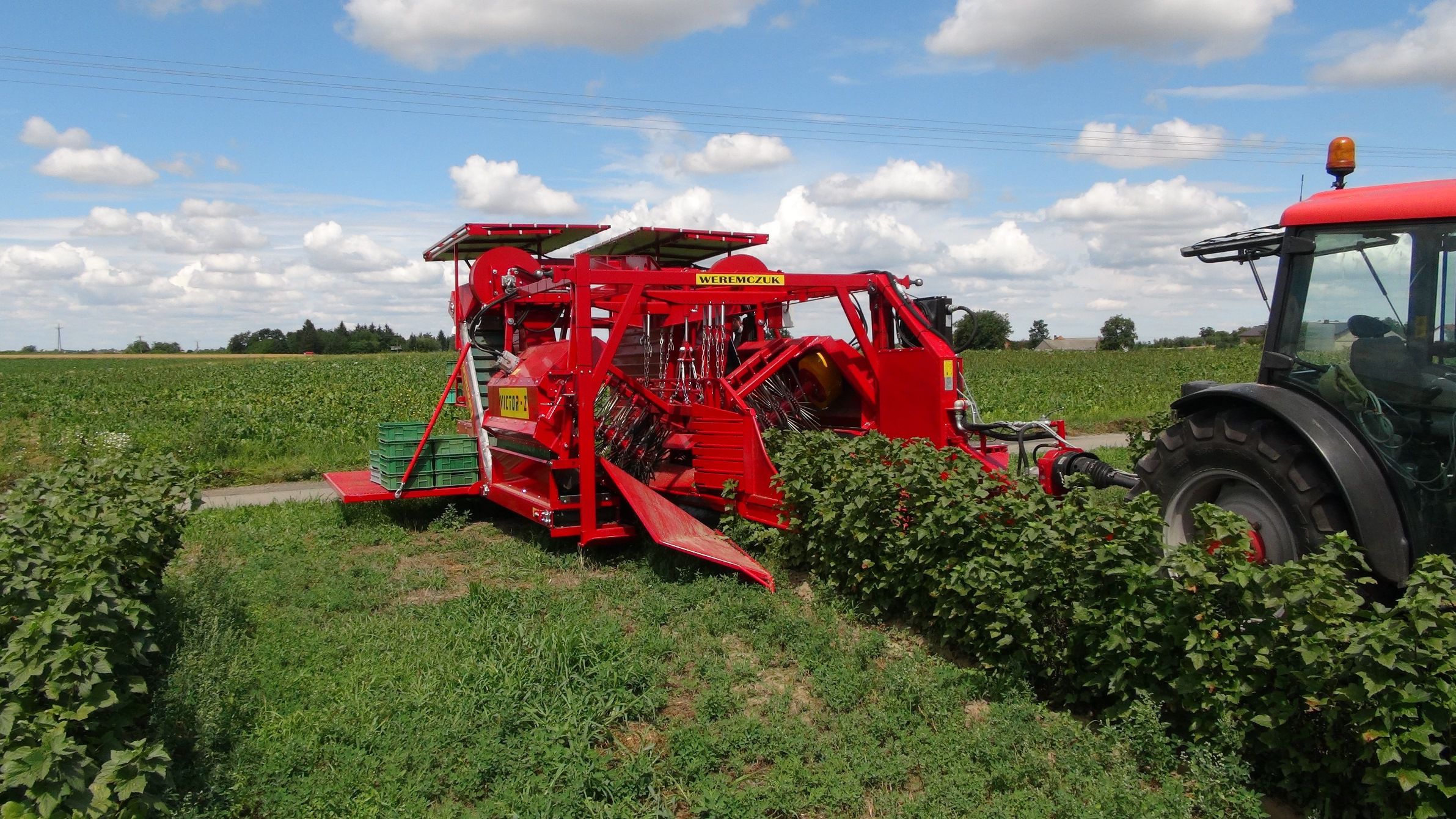 Berry harvester machine - VICTOR Z - (WILD ROSE/ARONIA