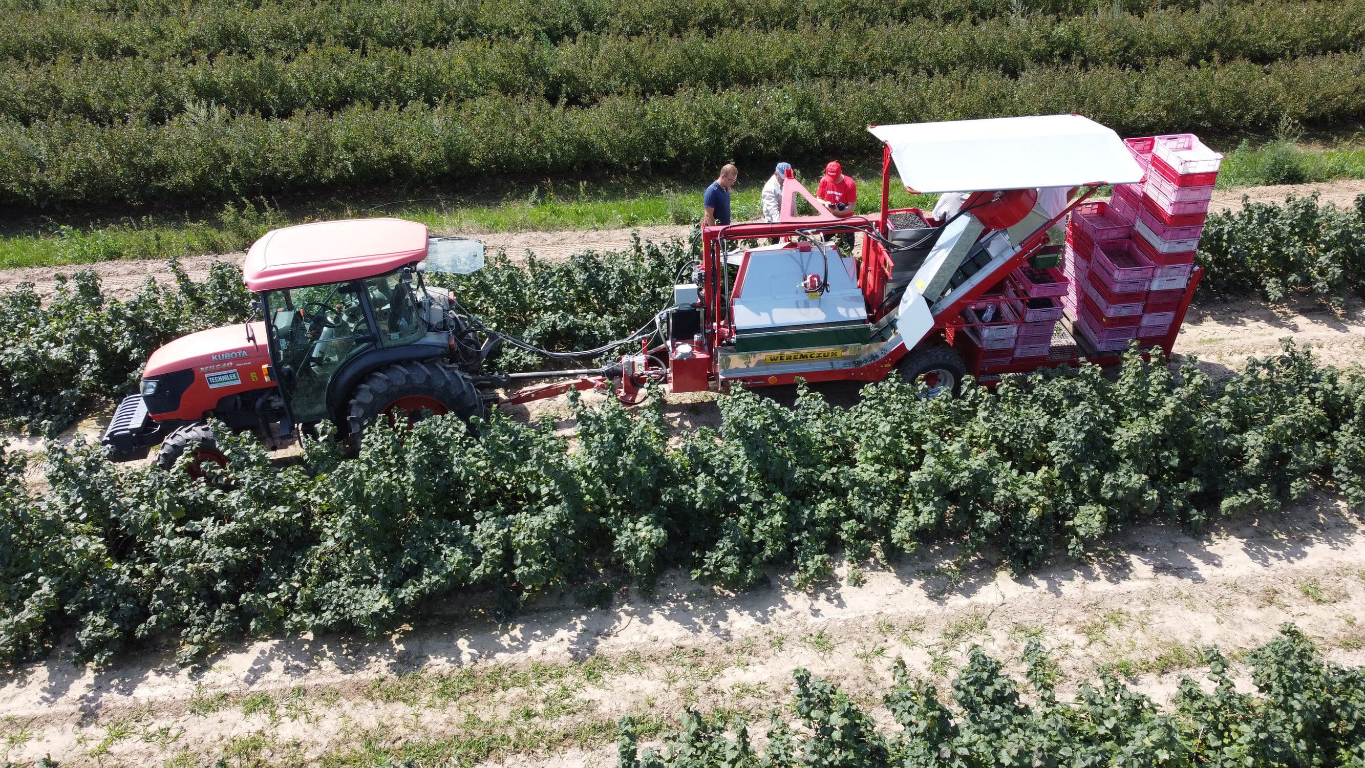 Berry harvesting machine - JOANNA-5 - Weremczuk FMR Sp. z o.o.