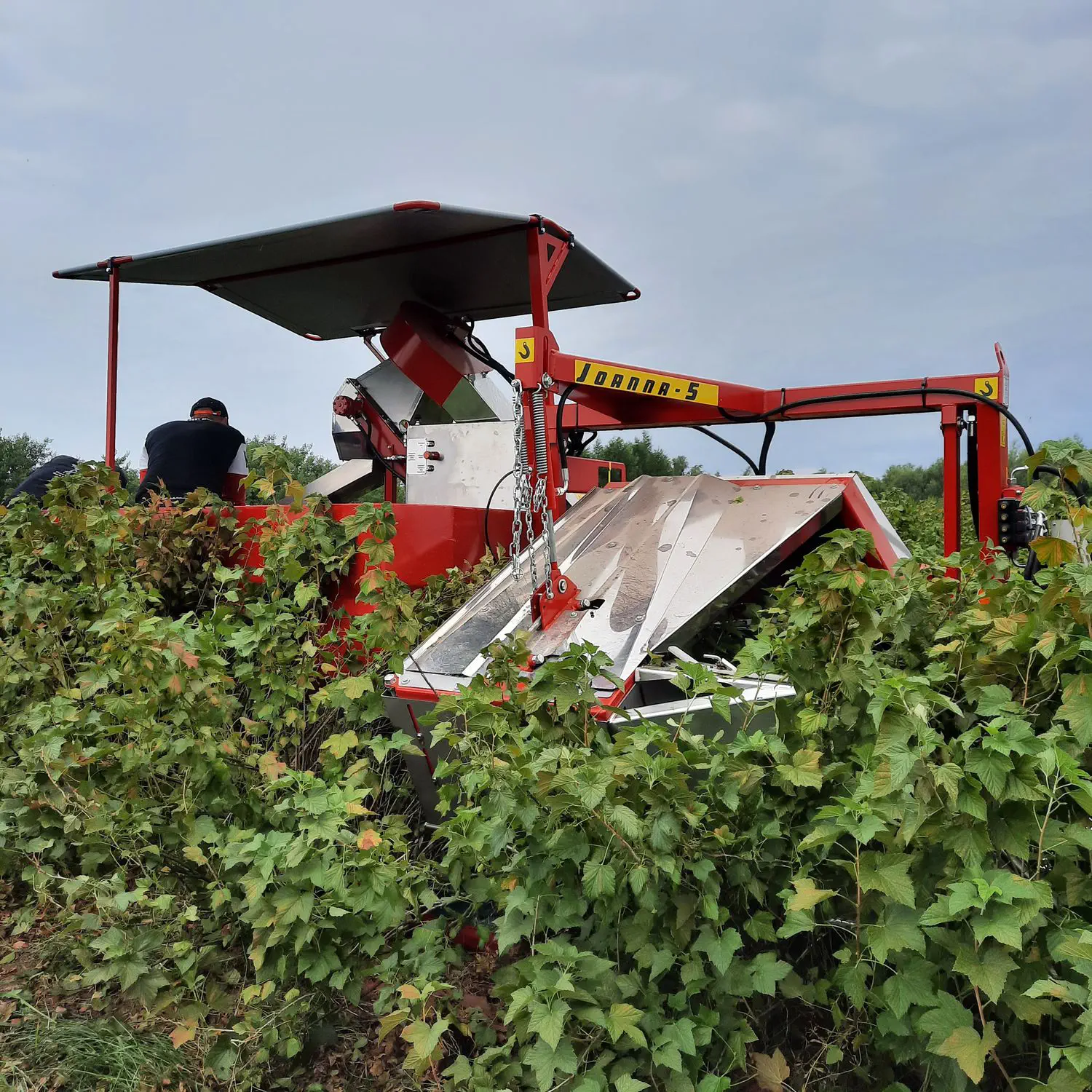 Berry harvester machine - JOANNA-5 - Weremczuk FMR Sp. z o.o.