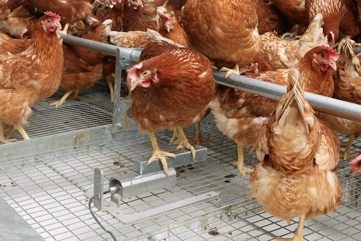 FlexScale, Poultry Production Products