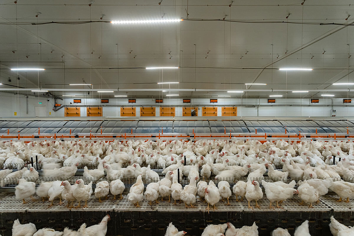 Broiler rearing cage with egg belts Relax 2.0 Big Dutchman indoor