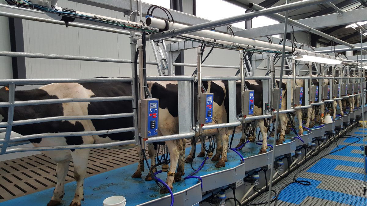 Herringbone milking parlour HD2 BouMatic for cows / rapid exit