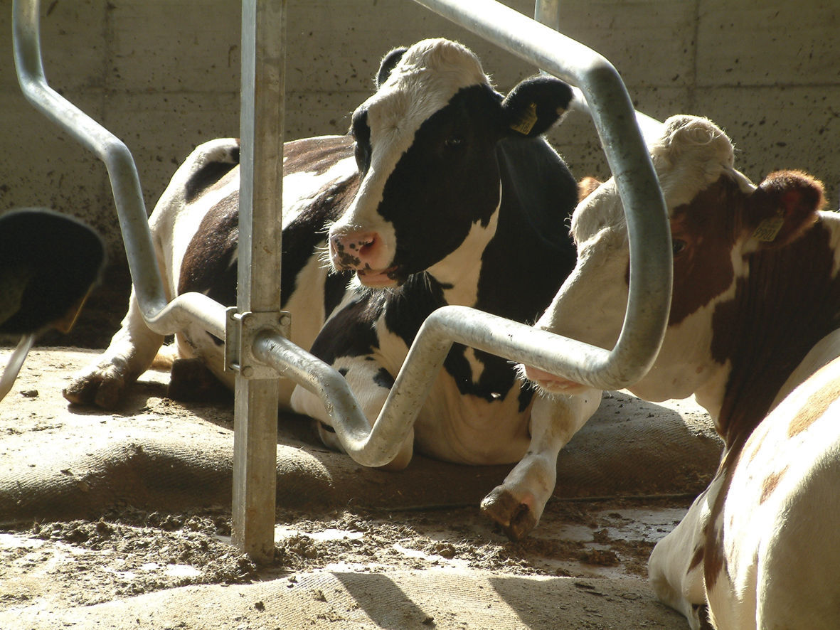 Latex cow mattress AGRICOW Srl