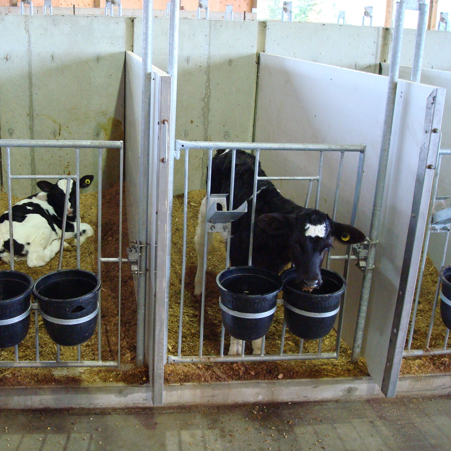 Livestock hutch CALF ZONE Cowhouse International bv calf