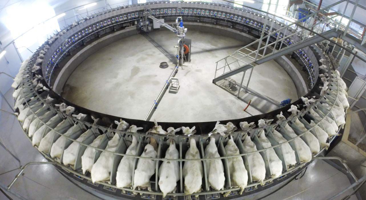 Goat milking parlour - Dairymaster - rotary / robotic