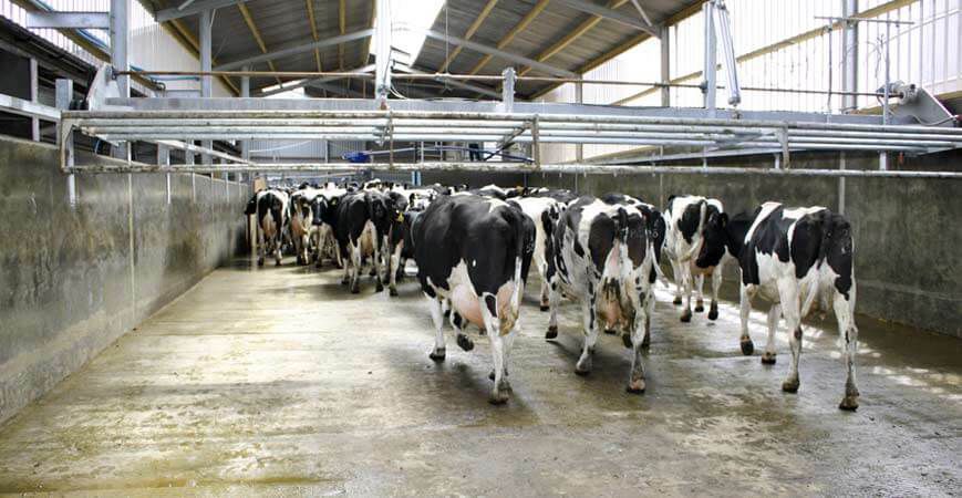 Electrically-actuated crowd gate - UP & OVER - Dairymaster