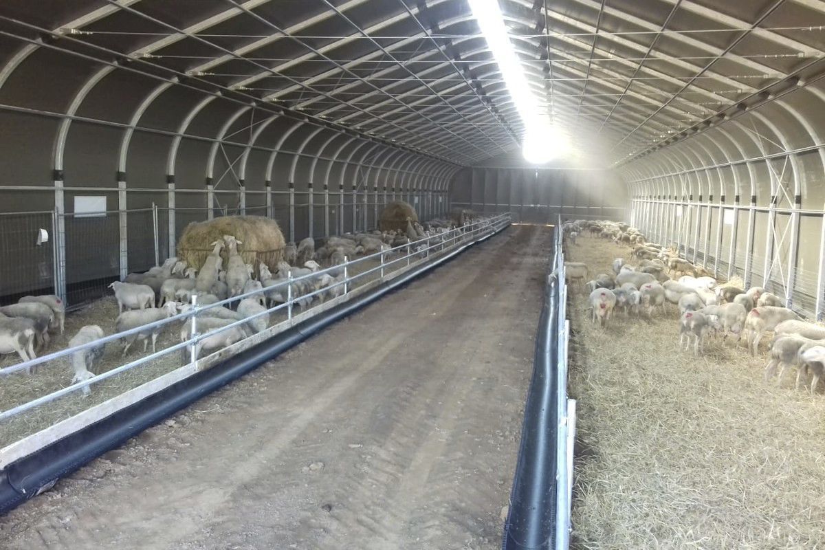 Goat headlock DUE A s.r.l. sheep / selflocking / tubular