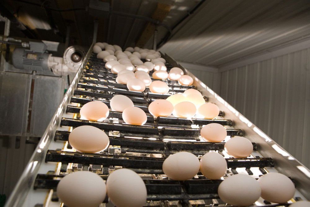 Egg conveyor B.V. belt