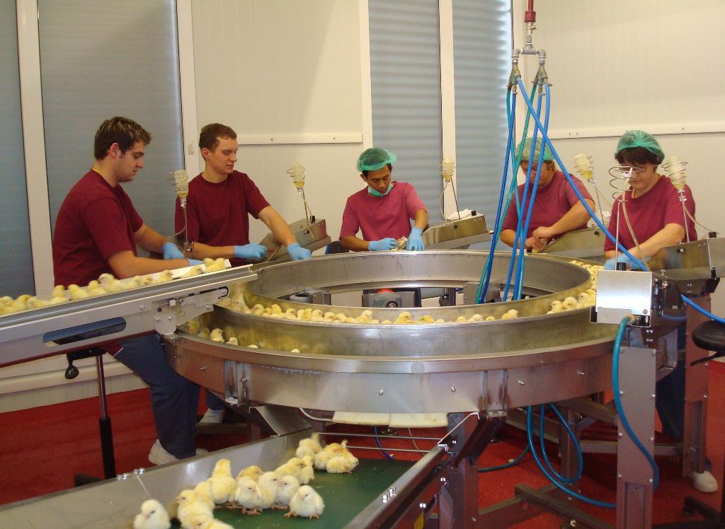 Chicks conveyor Innovatec Hatchery Automation belt / vaccination