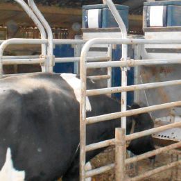 automatic cattle feeder