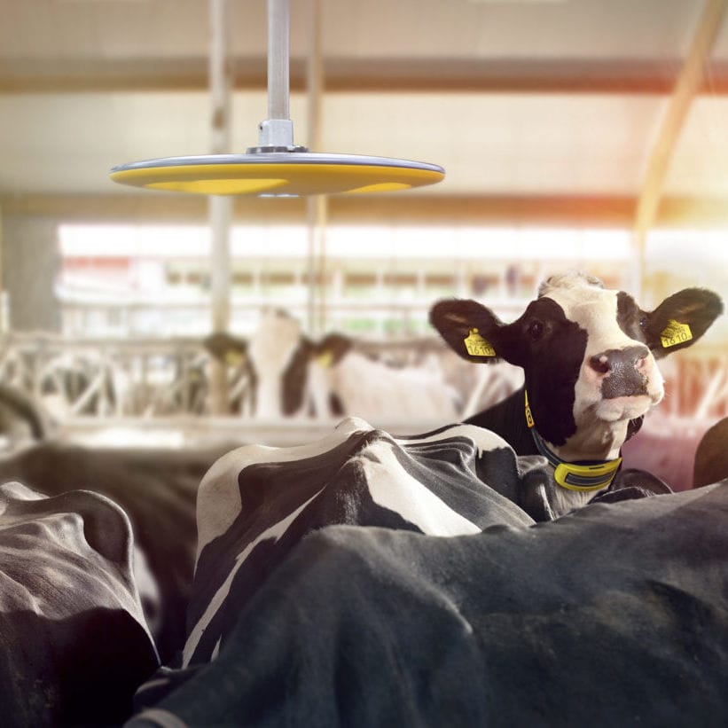 Barn monitoring system Nedap Livestock Management for cows