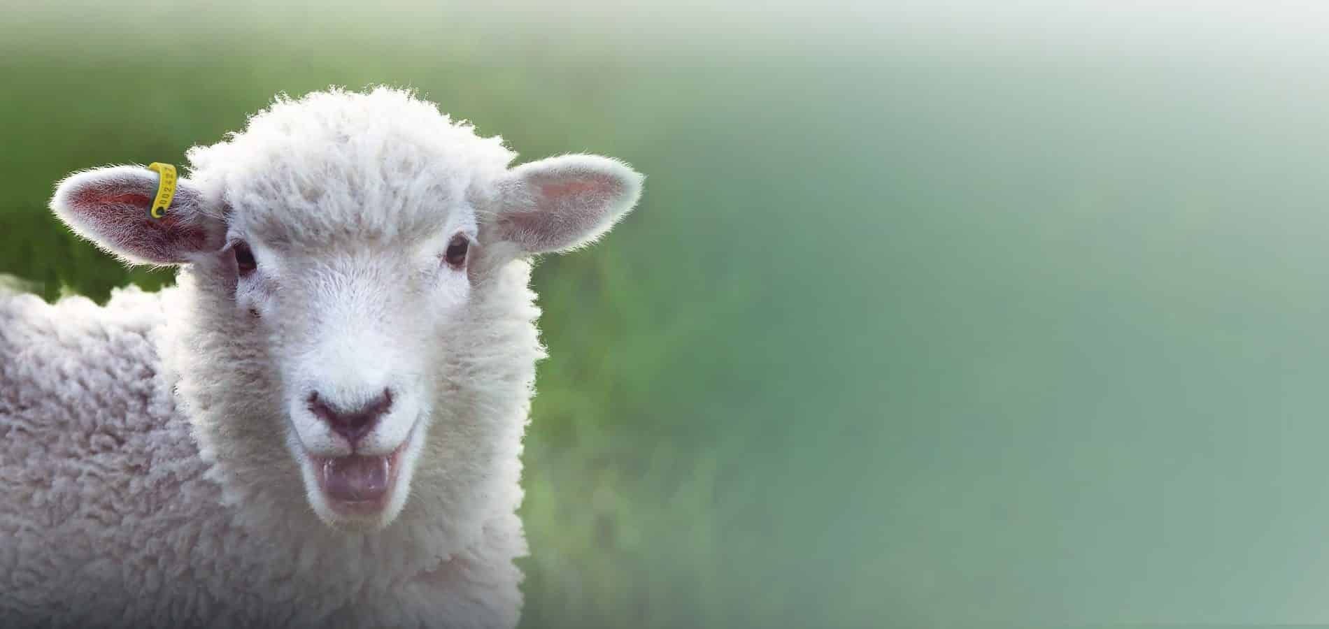 Sheep ear tag - SCR Europe Srl - goat / electronic / plastic Sheep ear tag - SCR Europe Srl - goat / electronic / plastic