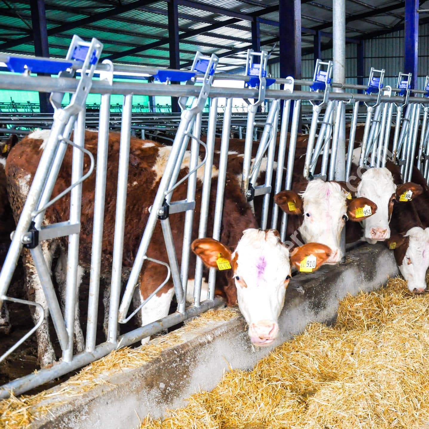 Cows headlock - HYKB-(5/7) - SEZER TARIM ve Sagim Teknolojileri San. ve Tic. Ltd. Sirketi - tubular / oblique Cows headlock - HYKB-(5/7) - SEZER TARIM ve Sagim Teknolojileri San. ve Tic. Ltd. Sirketi - tubular / oblique